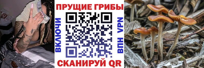 хочу наркоту  hydra ТОР  Псилоцибиновые грибы мухоморы  Калтан 